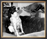 Jagger and His Friend Bow