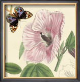 Buy Hibiscus at AllPosters.com