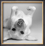 Buy Cali at AllPosters.com