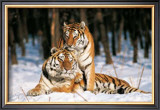 Tigres