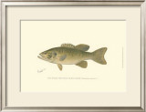 Buy Small-Mouthed Black Bass at AllPosters.com