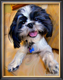 Shihtzu Baby