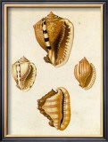 Conchology  Cassis