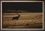 Buy Elk Magesty at AllPosters.com