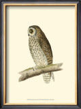 Buy Short Eared Owl at AllPosters.com