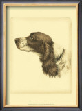 Danchin Cocker Spaniel