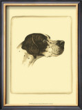 Danchin Pointer