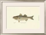 Buy Striped Bass at AllPosters.com