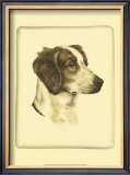 Danchin Brittany Spaniel
