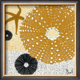 Tidepool Dreams I