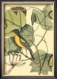 Buy Baltimore Bird and Tulip Tree at AllPosters.com
