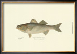 Striped Bass