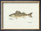 Buy Walleye Fish at AllPosters.com