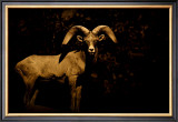 Buy Western Ram at AllPosters.com