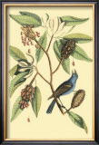 Buy The Blew Grosbeak at AllPosters.com