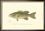 Buy Small-Mouthed Black Bass at AllPosters.com