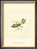 Green Mantis