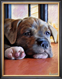Kratos Baby Pit Bull