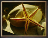 Buy Starfish II at AllPosters.com