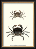 Buy Antique Crab I at AllPosters.com