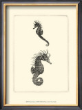 Sepia Seahorse