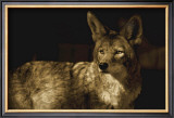 Buy Coyotee West at AllPosters.com