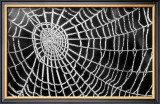 Buy Spider Web Sparkle at AllPosters.com