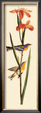 Blue Yellow-Backed Warbler