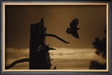 Buy Eagle Flight at AllPosters.com