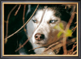 Buy Le Loup at AllPosters.com