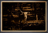 Buy Western Bull at AllPosters.com