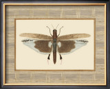 Delicate Dancer IV