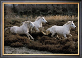 Equus, Camargue, France