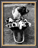 Tich and Pups Getting Around