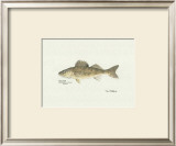 Buy Walleye Fish at AllPosters.com