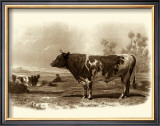 Buy Bovine III at AllPosters.com