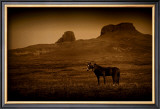 Buy Two Horse Companion at AllPosters.com