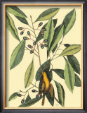 Buy The Carolina Laurus at AllPosters.com