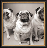 Three Pugs