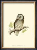 Buy Tengmalm's Owl at AllPosters.com