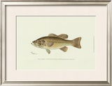 Buy Large-Mouthed Black Bass at AllPosters.com