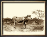 Buy Bovine I at AllPosters.com