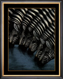 Zebra's Watering Hole