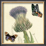 Buy Field Thistle at AllPosters.com