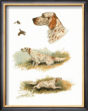 Buy English Setter at AllPosters.com