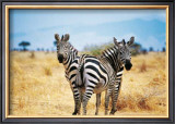 Buy Le Zebre A Deux Tetes at AllPosters.com