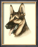 German Shepard