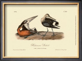 Hudsonian Godwit