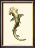 Shark Tale II