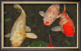 Buy Green Rock Japanese Koi I at AllPosters.com